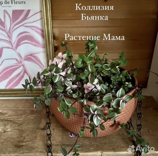 Коллизия Бьянка Традесканция белоцветковая кактус