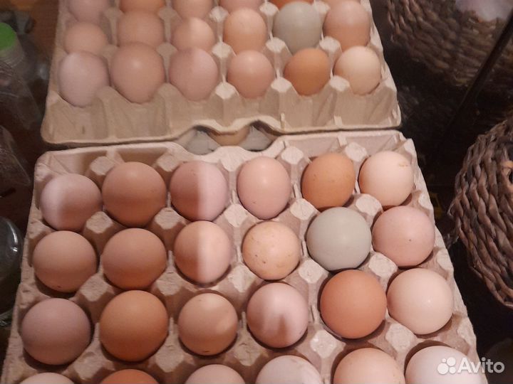 Домашние инкубационные куриные яйца