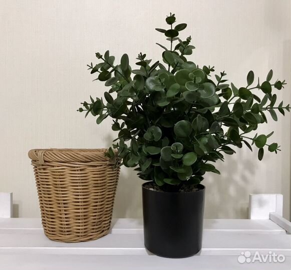 Цветы Кашпо