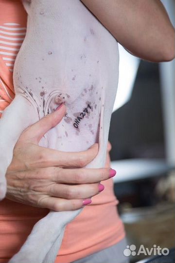 Клеймение щенков и взрослых собак