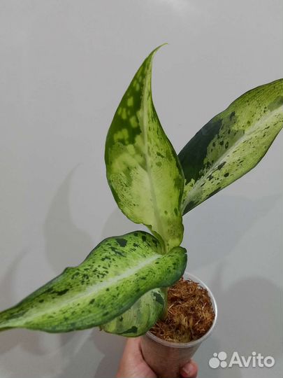 Диффенбахия Камуфляж и другие