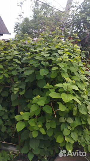 Гортензия белая