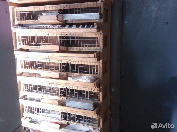 Клетки для перепелов бу
