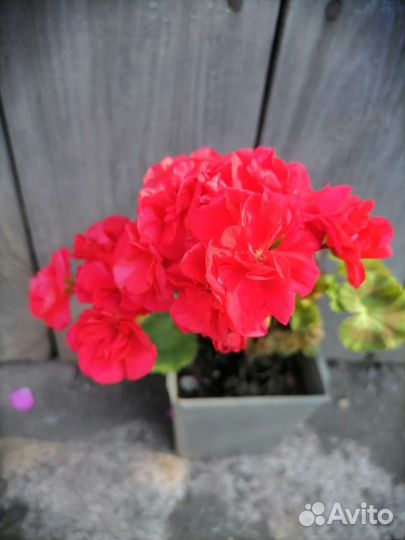 Пеларгония герань