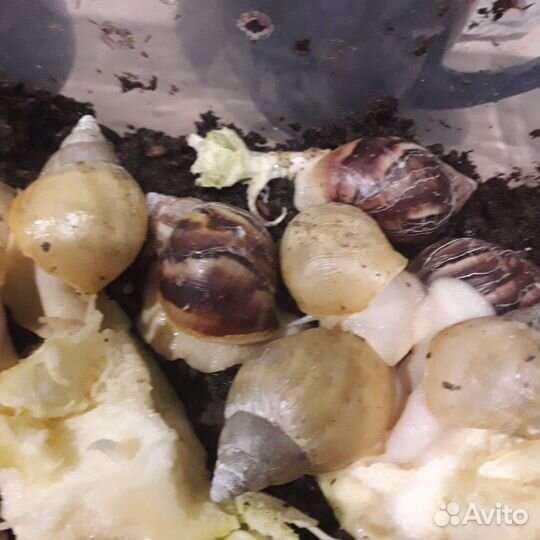 Улитки ахатины