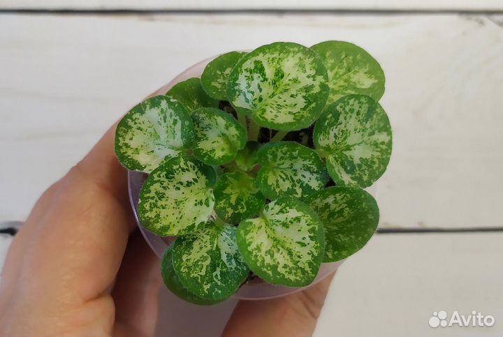 Фиалки сортовые