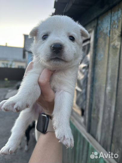 Собака в добрые руки