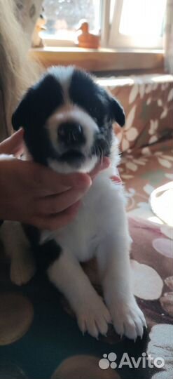 Щенки бесплатно