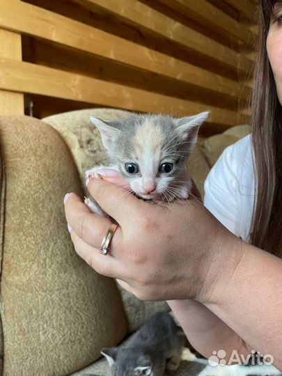 Котята в добрые руки бесплатно