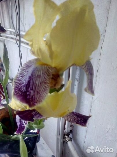 Цветы многолетники