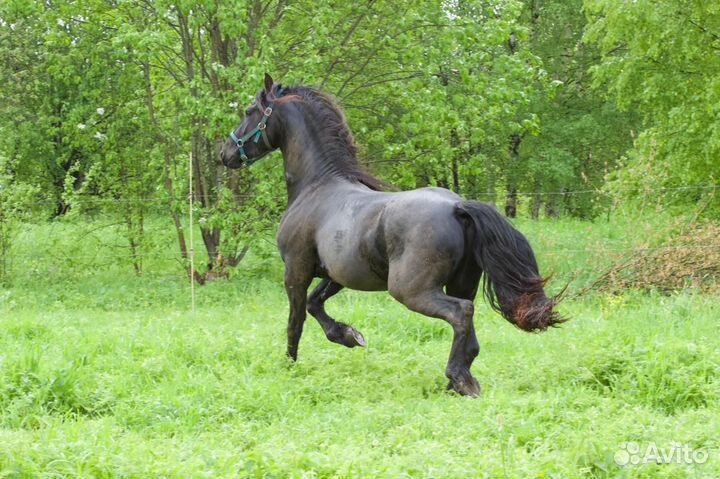 Случка фризский жеребец