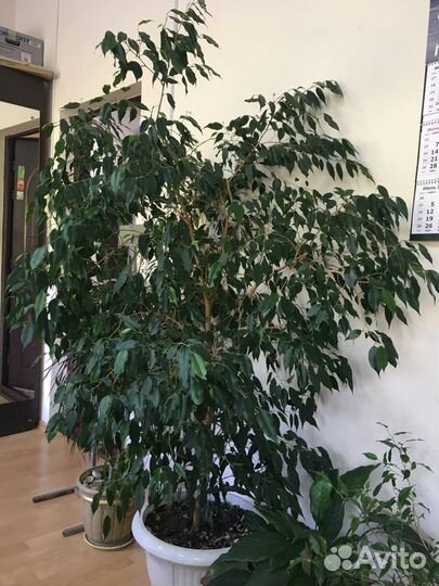 Фикус бенджамина большой