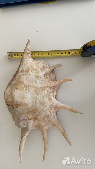 Ракушка рапана большая