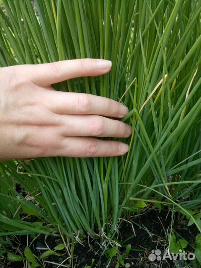 Лук многолетний декоративный