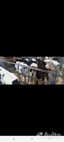 Быки и Тёлки