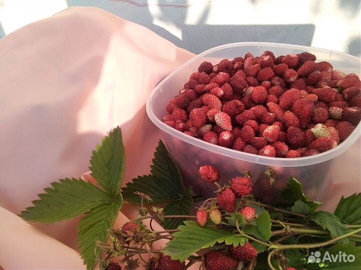 Рассада земляники садовой