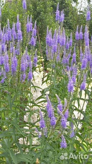 Многолетние цветы