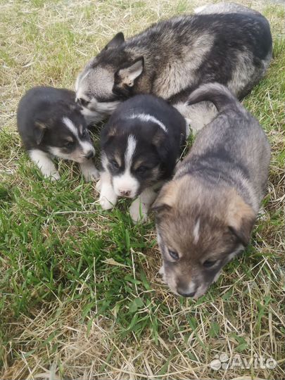 Щенки сибирской хаски
