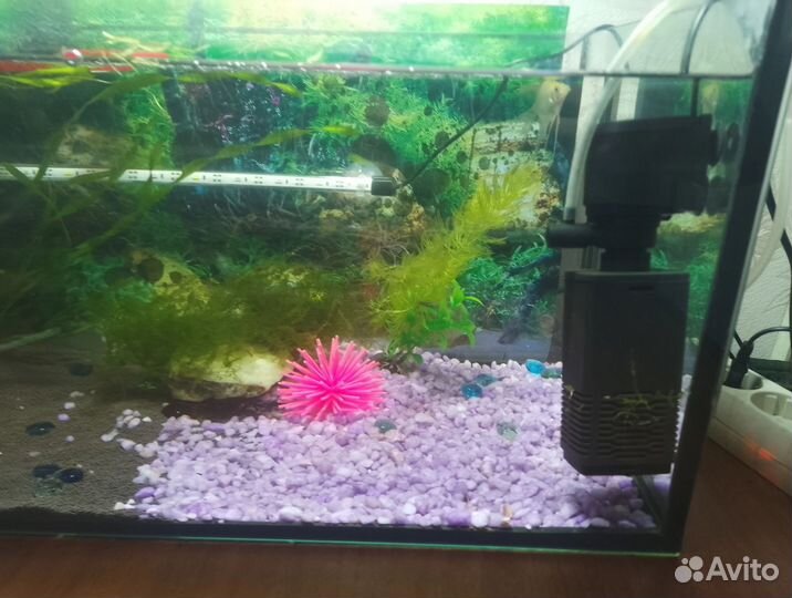 Аквариум с рыбками