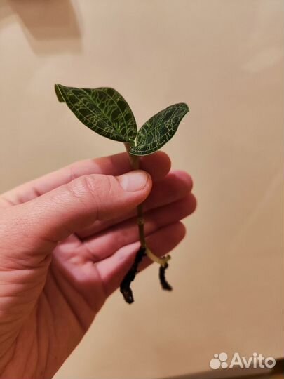 Отростки драгоценной орхидеи Маколей Петра jewel