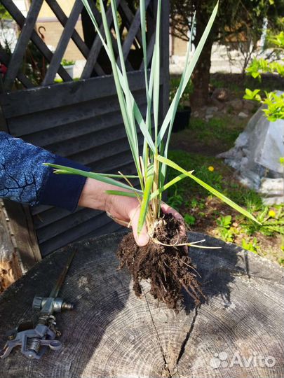 Трава декоративная