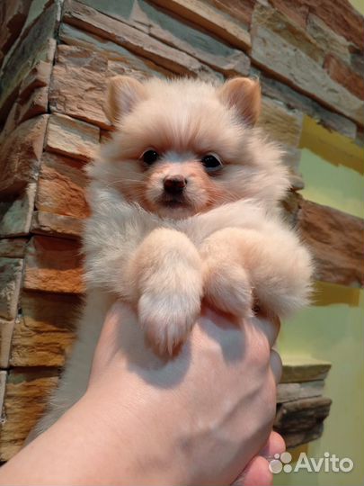 Померанский шпиц