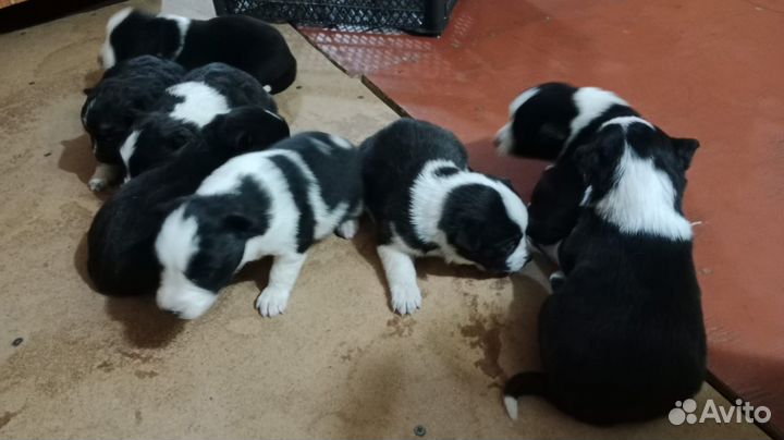 Отдам в добрые руки