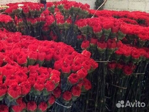 Красные гвоздики