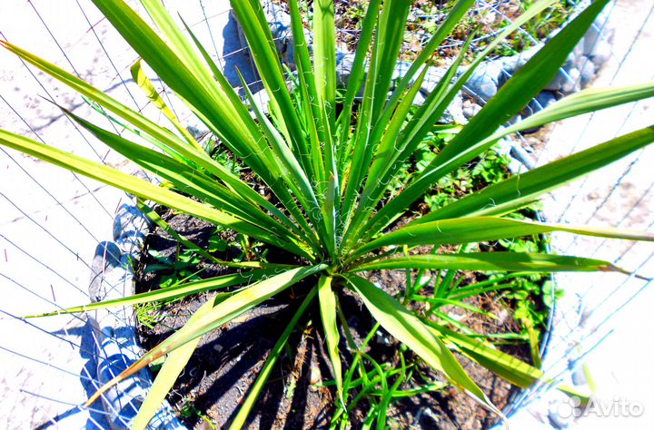 Юкка нитчатая