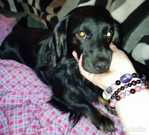 Щенки дорки