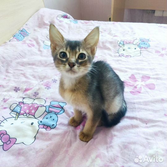Абиссинские котята