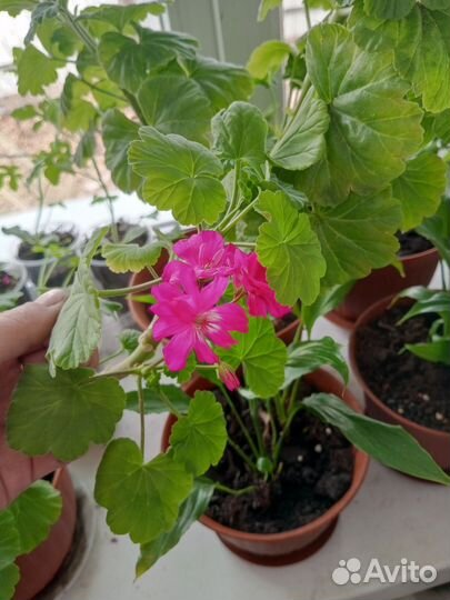 Пеларгония герань