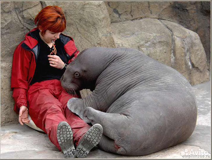 Кинолог/Дог-тренер