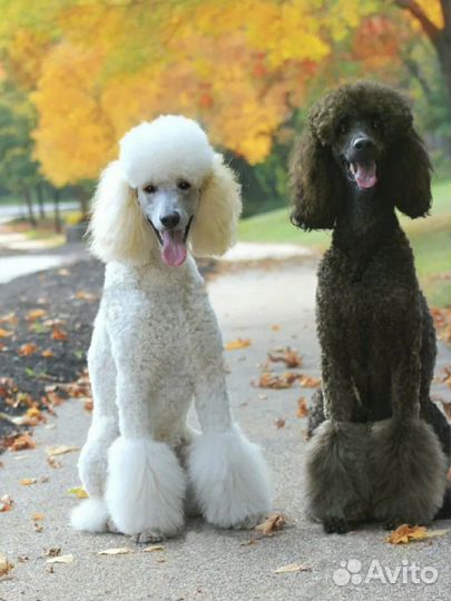 Выгул собак