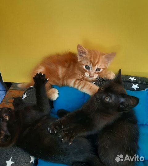 Котята в добрые руки
