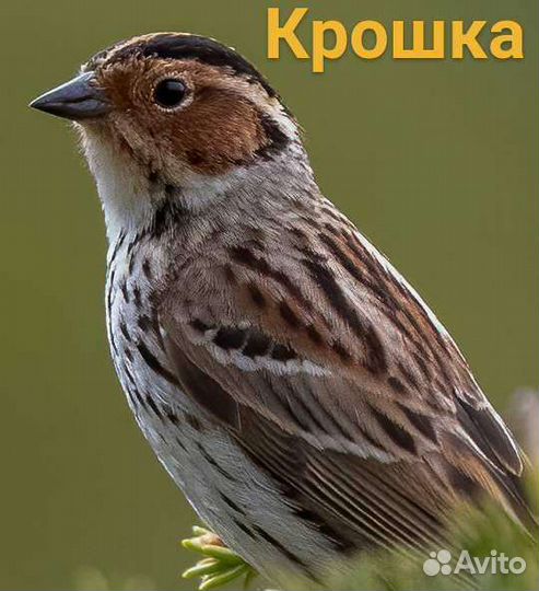 Певчие птицы Сибири и Урала