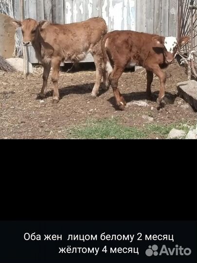 Коровы с телятами