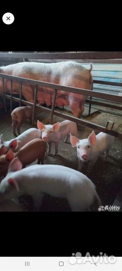 Поросята ландрас-дюрок