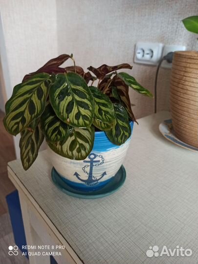 Калатея макоя