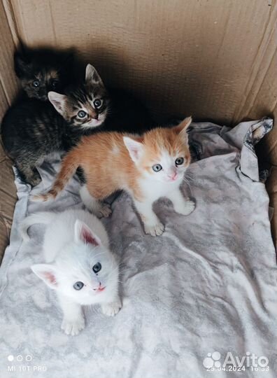 Отдам котят в добрые ручки)