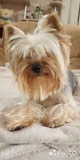 Йоркширский терьер вязка мальчик