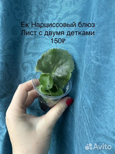 Сортовые фиалки