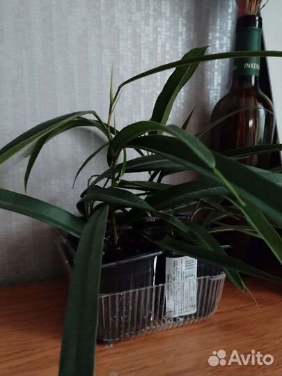 Фикус эвкалиптовый Али