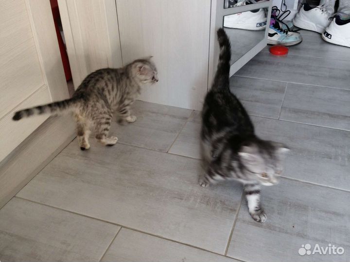 Шотландская вислоухая