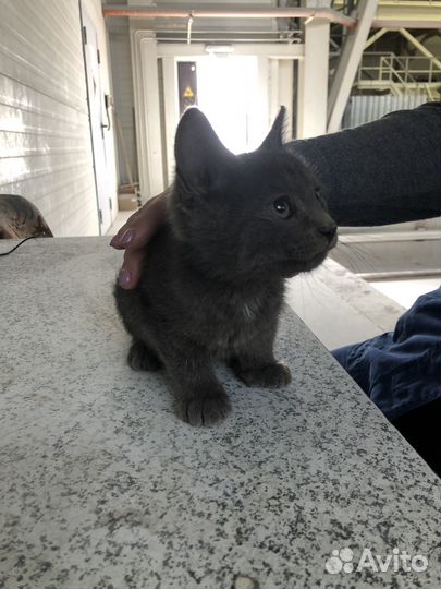 Кошки
