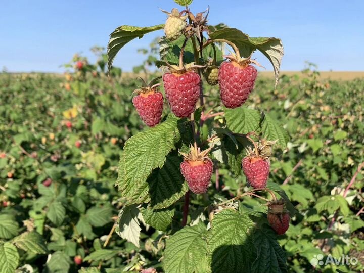 Саженцы ремонтантной малины