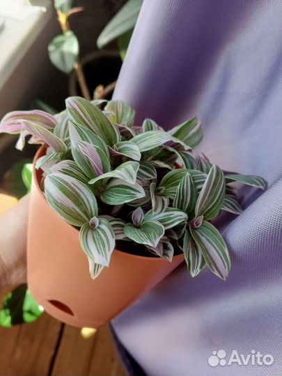 Комнатные растения фикус традесканция хавортия