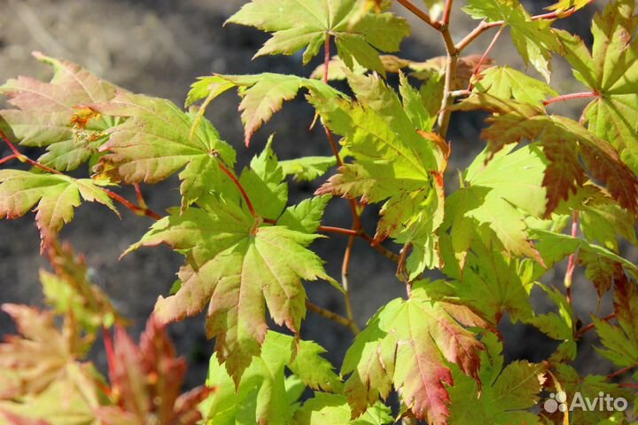 Клен ложнозибольдов