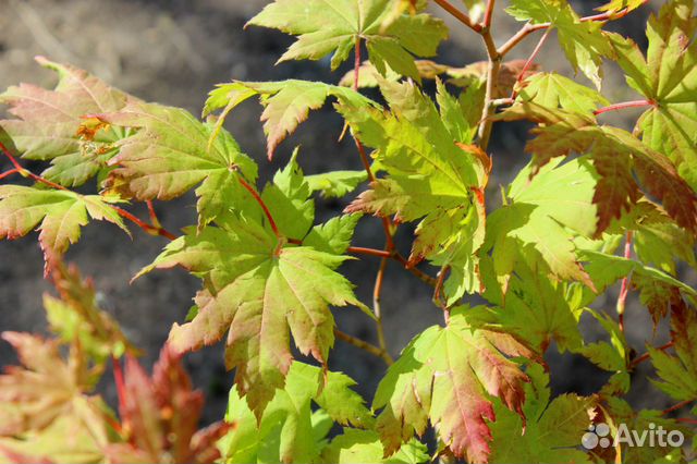 Клен ложнозибольдов