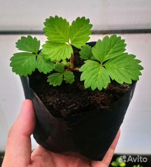 Рассада овощей, цветов и ягод